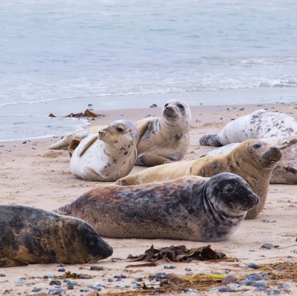 Nordsee-Urlaub-für-Anfänger-Küstenglück-Seehunde